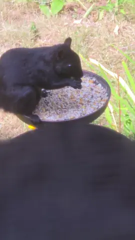 not a damn bird buddy!!! #canada_life🇨🇦 #oddlysatisfying  #birdbath 