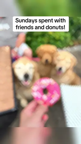 #sundayfunday #friends #paws #donuts #757 @goldenguychai @LillytheGoldenOne @Parlor Doughnuts 