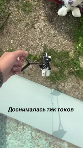 #пдб #dog #toy #Leosco #Опасный 