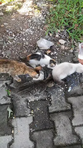 cute cat 🐈 😻 #foruyou #foryoupage❤️❤️ #cat #viralvideos #growmyaccount 