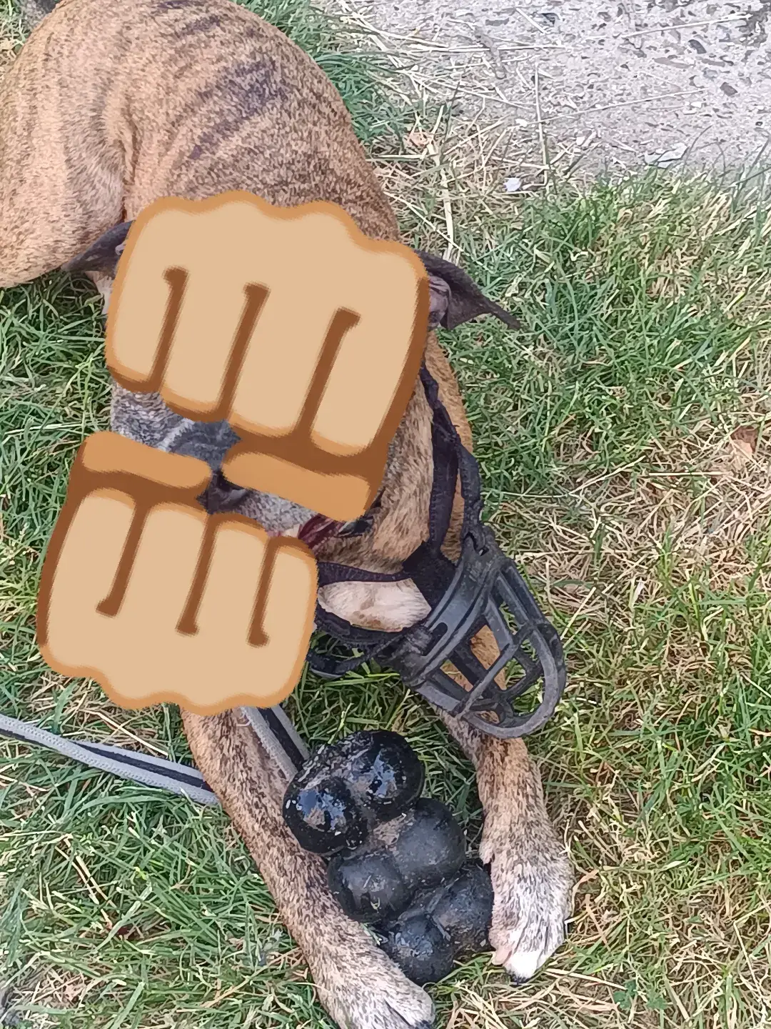 #tiktokdogs #amstaff 