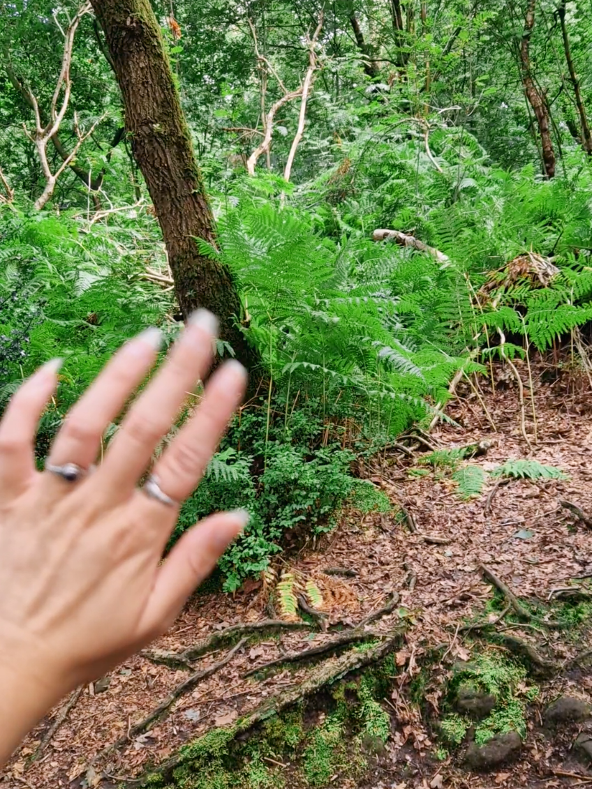 sure i met a fairy  ferns are my favourite plants  🌿 #ferns #fantasy #fairies #fae #cottagecore #nature #plants #englishcountryside #slowliving 