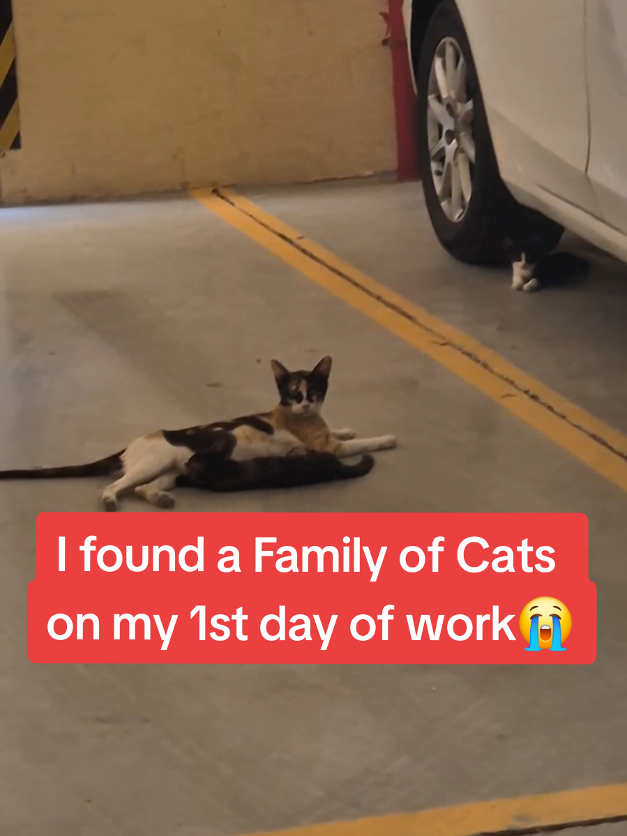 I didn't even have cat food yet😭 #fyp #foryou #cat #kitten #catlover #catsoftiktok #help #animals #rescue #cute #pet #Love #emotional #sad #happy #moment #pov #life #adoptme #family #work #dayinmylife 