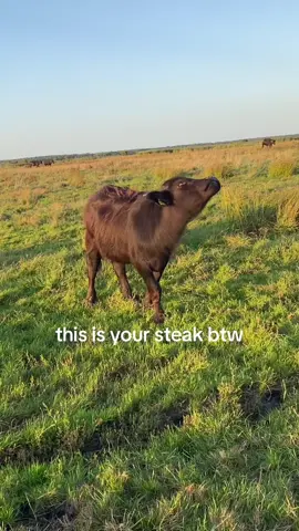 food❌ friends✅ Go vegan for them 🌱 #vegan #cow #food #donteatcows #govegan #fypp #dontkilltheanimals #viral #makethisgoviral #fypppp #fyp #küh #schlachthaus #sommer #kalb #vegetarian 