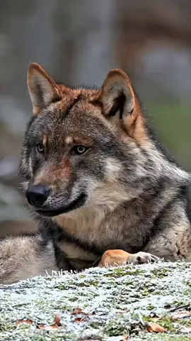 wolf wallpaper 4k 🐺 🔥  #wolf #4kwallpaper #fantasy #fantasywallpaper #wolfwallpaper #fyp 