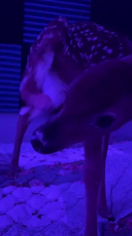 bodhi on a pedestal #bodhi4prez #viral #fypシ #hellyeah #silly #animal #PetsOfTikTok #cute #chilling #fyp #doe #deer #deertok #deertiktok #deercore #fawn #chiefkeef 