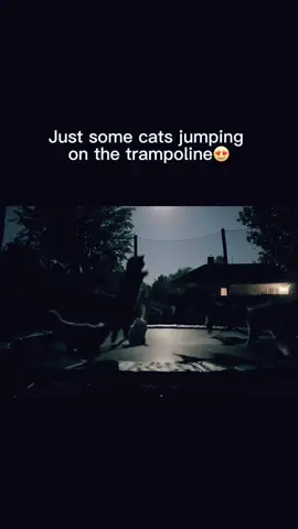 Cats jumping on the trampoline Viral clip🤩 #fyp #creatorsearchinsight #trampoline #bunniestrampolinevideo 
