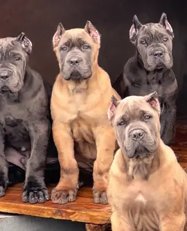 Monstros do Sul! #monstrosdosul #canecorsopuppy #canecorsoitaliano #canecorso #dog #cane #canecorsoforlife 
