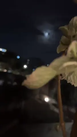 انا وحدي عشت الأسى....🥀