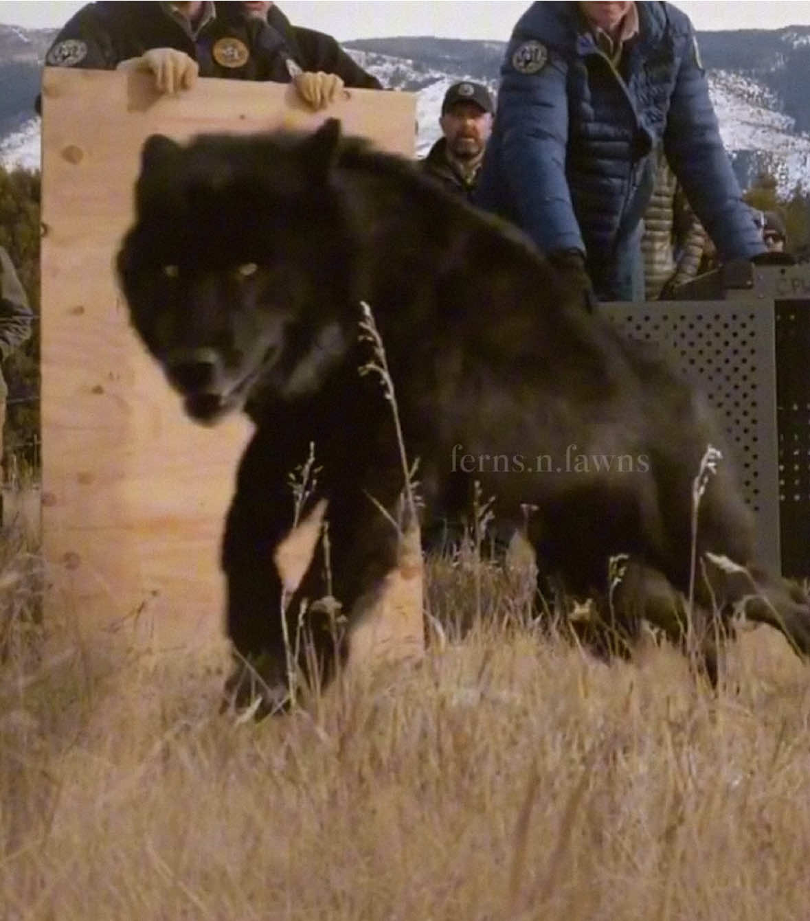 they grew their wings, one day you will too || clips sourced via FoxTales Wildlife Rehab/ erik.brito.photography on ig, Jerry Neal/ Colorado Parks and Wildlife, ifaw, Montana Fish, Wildlife, and Parks, BuschWildlife, Mad Lab, Naples Zoo, Wildlife SOS, ifaw, Utah Division of Wildlife Resources #radiohead #edit #wildlifeconservation #wildliferelease #iamgonnagrowwings #animals #wildanimals 