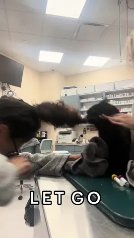 As requested lmaooo  #letgo #vetmed #cats #animalhospital #spicycat #spicykitty #veterinarian #vet #vetassistant #work #blackcat #kitty #kitten #blackkitty #veterinarymedicine #animals #pets #fyp #hashtag #foryou #foryoupage #requested #vettech #isaidletgo