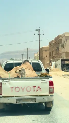 #دبي_الامارات #سعيد_الزبيدي #الشعب_الصيني_ماله_حل😂😂 #fypシ゚ 