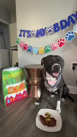HAPPY 2ND BIRTHDAY TO MY SON🐾🎉🥳🎈🎂🥩🎉🎉🎉🎉 #fy #happybirthday #dogsoftiktok #pittiesoftiktok #pittbullsoftiktok 