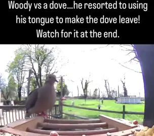 that tongue action part though..💯👏👌😂😂😂 #birds #birdwatching #feedercam #woodpecker #dove #funnybirds #nature 