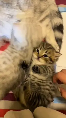 cute 🥰 #cats #cat #cute #fyp 