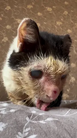 Please help me 😭 Pluto doesn't need to be enthusiased 😭😭 Updates on Pluto ‼️‼️😭😭  PLUTO will be put to sleep today,i finally give up on you 😭 yesterday we have not received any donation and today, Only $1600 stood between Pluto and this life,am requesting for your help 🙏