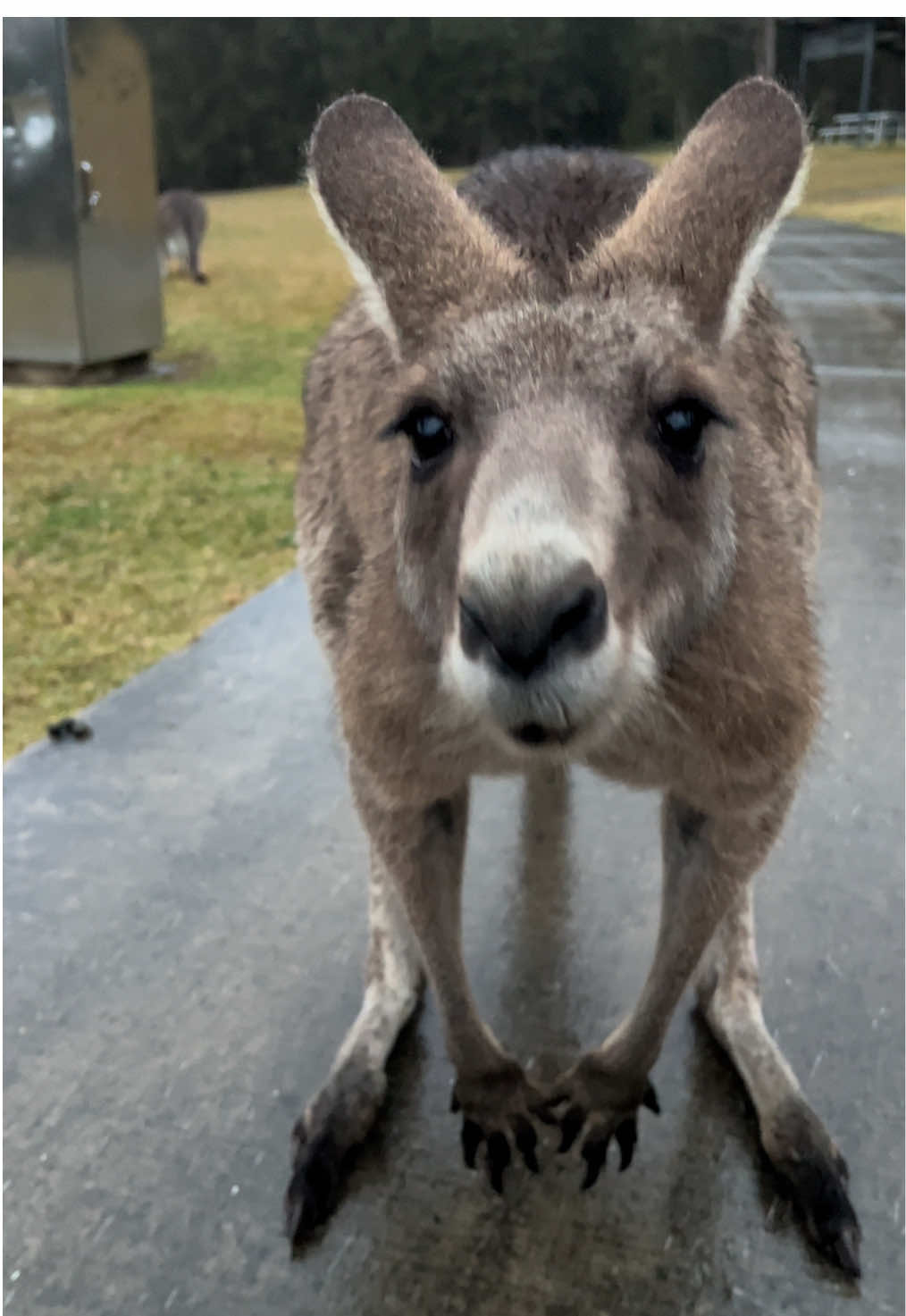 Soft rain wild friends #kangaroo #neighborhood #wildlifeencounters #wildlife #australia #naturetherapy #rain #kangarootok #meanwhileinaustralia #cuteanimals #tiktokaustralia 