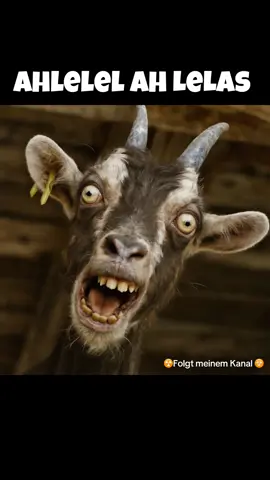 Ah Lelele Ahlela‘sss xsxs  #virql__video #fyp #ahlele #ziegensohn 