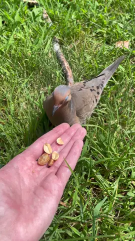 YOU WONT BELEIVE WHAT HAPPENS!! #scary #birds #fyp ( all peanuts are unsalted. do not feed birds salted peanuts )