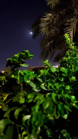 قليله #عيون تخجل من تشوف #جروح ،  وصلفه الباقيه وما تستحي ووكحه ،  شنهو الفي وابالغ وامدح الصفصاف ،  المايطرح #ثمر ماابالغ بمدحه ،