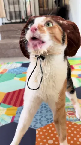 This might be her first rodeo… #wobblycat #cerebellarhypoplasia #cat #cats #catsoftiktok #asmr 