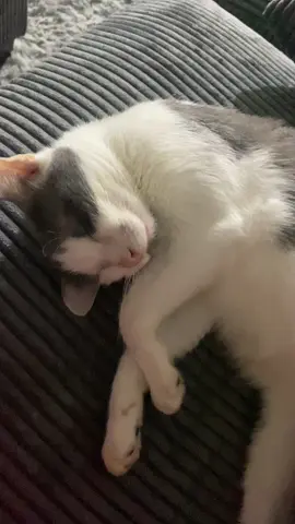 I just blessed your feed 😇 #🐱 #cat #catsoftiktok #cats #catlover #cattok #catslovers #catsvideo #meow #meowlovers #catsdoingthings #catfunny #catstagram #catvideos #catsofinstagram 