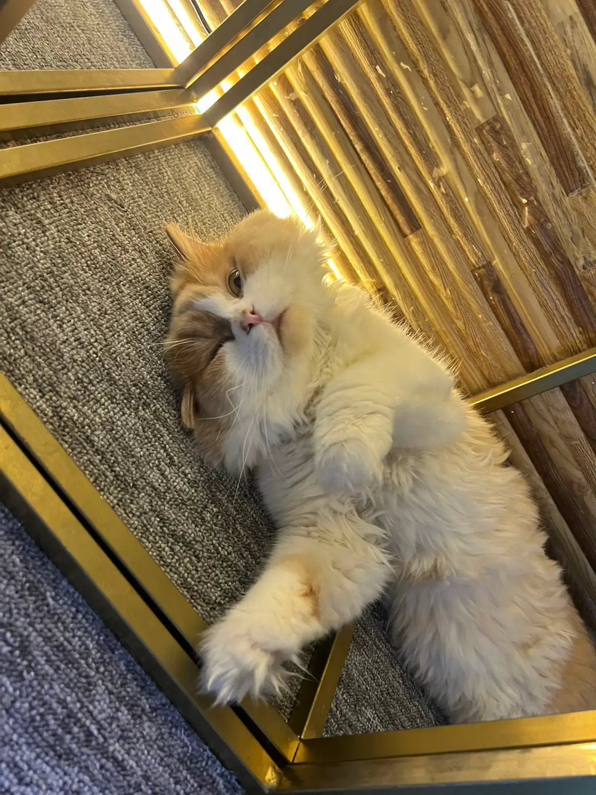 #lanadelrey #actives? #cat 