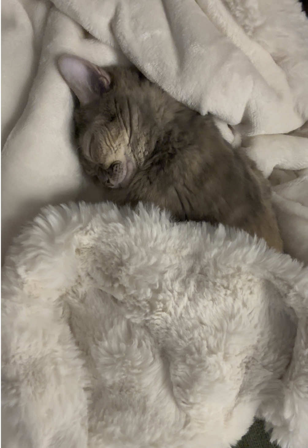 Evil Gumbus 🫣🫣 #fyp #foryoupage #Gumbus #rescuekitten #catsoftiktok #kittensoftiktok #rescuecat 