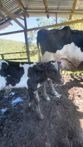 Baby bull born this morning #homestead #milkcows #milk #baby #cow #offgrid 