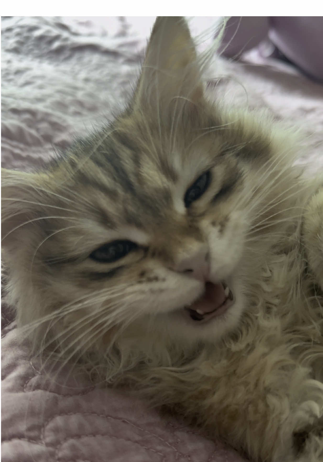 sobbing #catlover #cattok #catsoftiktok #meow #kittycat #cutecat #kittens 