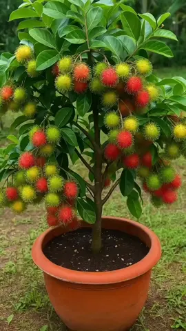 Pohon rambutan rapiah dalam pot, manisnya bikin nagih! ❤️🌿 #RambutanRapiah #BibitUnggul #BuahDalamPot #RambutanManis #RambutanLebat 