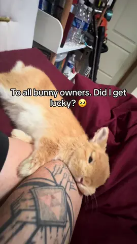 I love you Daisy. You mean more to me than you’ll ever know. I got you in a time when I lost everything. You were the piece that was missing in my puzzle #bunny #rabbit #netherlanddwarf #rabbitsoftiktok #cute #cutebaby #rabbits #animals #Love #spoiled #netherlanddwarfbunny #adorable #animal 
