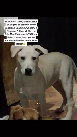Hola Amigos De Tik Tok Hoy En Las Horas De La Tarde Perdí A Mi Perrita En Bogotá Barrio El Sucre Localidad De Usme Porfavor Ayúdenme A Encontrarla Se Ofrece Recompensa Cualquier Información Sería De Gran Valor🐕🙏🏻. #Chanel💔.