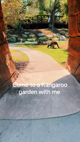 New core memory #zoo #kangaroo  #SantaBarbaray #fyp