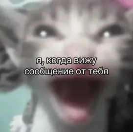 #fyp #рекомендации #foryou #viral #тренд #реки #rek #rekomendation #кот #котик 