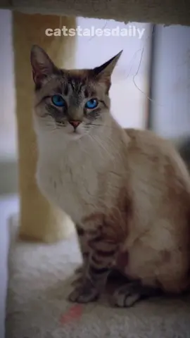 Cat people will say, 'My cat's independent. They're fine without me.' But … how long is 'fine'? #cat #catlover #catsoftiktok #facts 