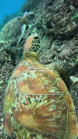 #nusapenida #bali #seaturtle 