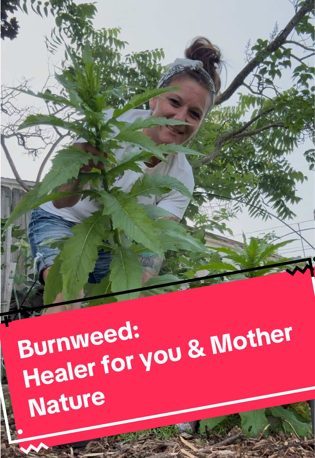 AMERICAN BURNWEED! Amazing all around benefits! #plants #beneficial #healing #nature #tincture 