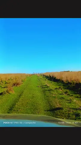 #campoargentino🌱🌾🌻🐮🐂 