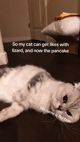 pancake #meme #capcut #memecut #cat 