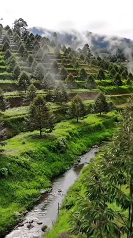 Pesona Kebun Durian . Bertani durian adalah seni merawat pohon dari bibit hingga berbuah, memadukan kesabaran, ketelatenan, dan pengetahuan. Setiap daun yang hijau, bunga yang mekar, hingga aroma durian yang semerbak adalah buah dari kerja keras dan cinta petani terhadap tanah. Di kebun durian, kita belajar bahwa hasil terbaik lahir dari proses yang penuh kesungguhan. #BertaniDurian #PetaniDurian #KebunDurian #DurianIndonesia #DurianLovers #PanenDurian #PetaniMilenial #BerkebunDurian #DurianTime #DurianKing
