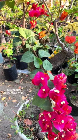 Kombinasi Mix Citra monduring x Citra batik Ready 082247613148 #bunga #cantik #hits #trending #bougenville #fyp #garden #tamanrumah 