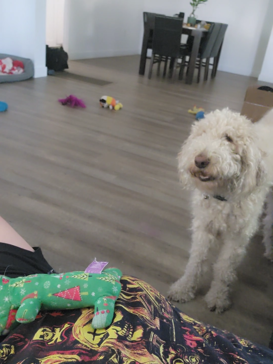I'm just here to entertain her #dogsoftiktok #funnydogs #dogsrule #dogsoftiktok 