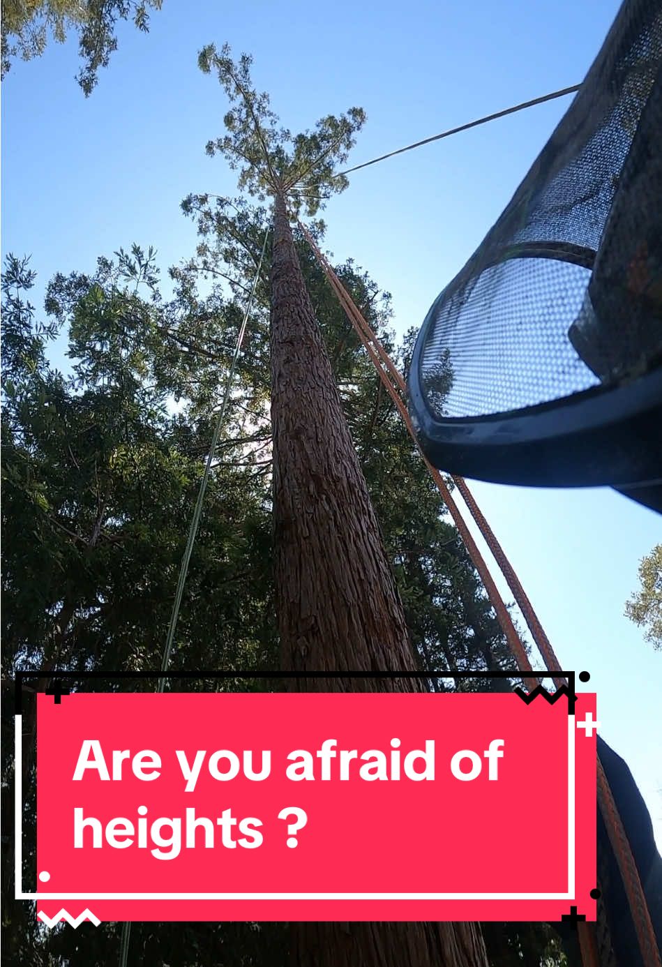 Tall redwood. Coming down is always smooth🤙🏽