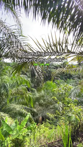 #petanimuda #petanisawit #sawitontiktok #storysawit🌴🌴 #petaniindonesia🇮🇩🇮🇩🇮🇩🌿🌿 #masukberanda #petanisawit #lewatberanda #sawit #fyppppppppppppppppppppppp 