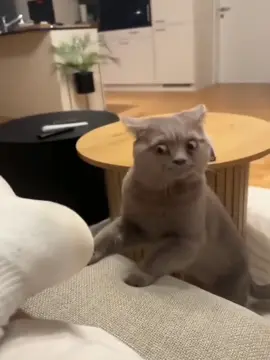 When at smells something gross…lnstant regret#funnycats#funnyanlmals#petvldeos#cat#catsoftiktok #fyp#usa