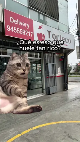 Michi prueba nuevo sabor de torta 😱 #gatitos #gatosgraciosos #historiasdegatos #funny #gatos #limaperu #fypシ゚ 