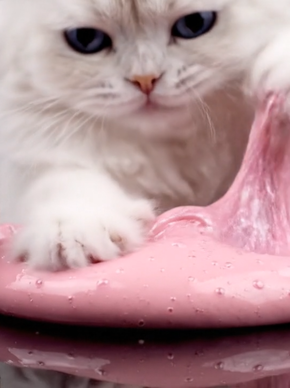ASMR Cute Cat Playing Pink Slime 🐱💗 | So Satisfying! #CatASMR #CuteCat #PinkSlime #SlimeASMR #SatisfyingASMR #ViralCat #CatLovers #ASMRAnimals #OddlySatisfying #FYP #creatorsearchinsights 