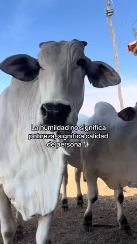 #humildad #ganaderia #agropecuaria #agrogirl #mejoramientogenetico #melhoramentogeneticobovino 
