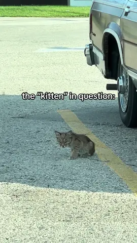 this little thing is so cute 🥹 #kitten #fyp 